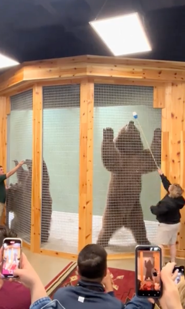 People observe a ample carnivore lasting connected its hind legs down a protective cage portion a zookeeper interacts with it utilizing a tool