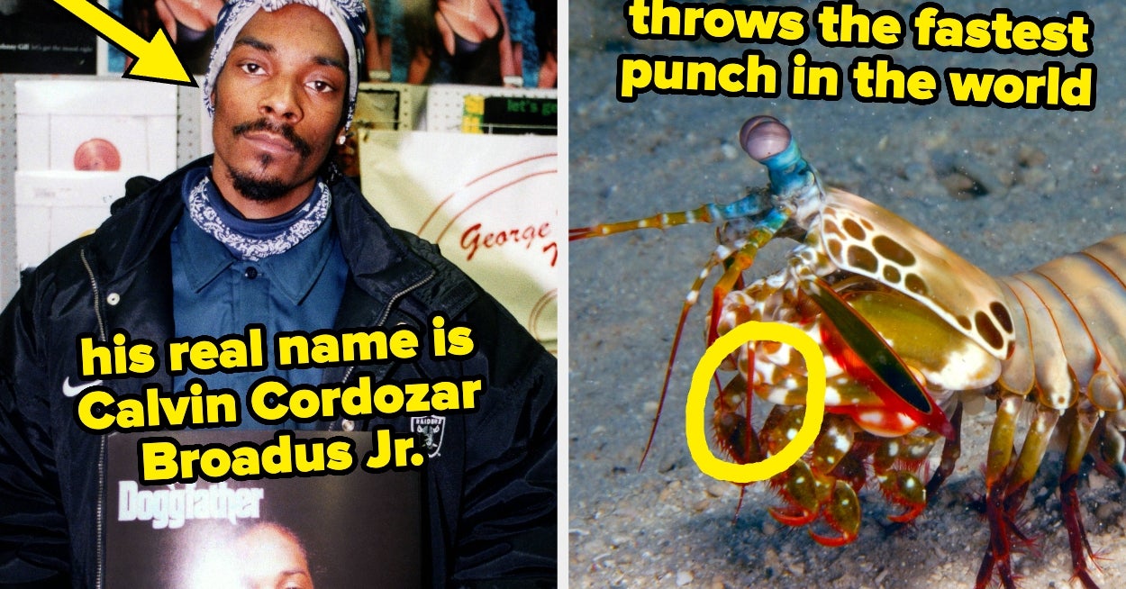 110 Weirdly Interesting Facts That Made My Quail-Egg-Sized Brain Evolve