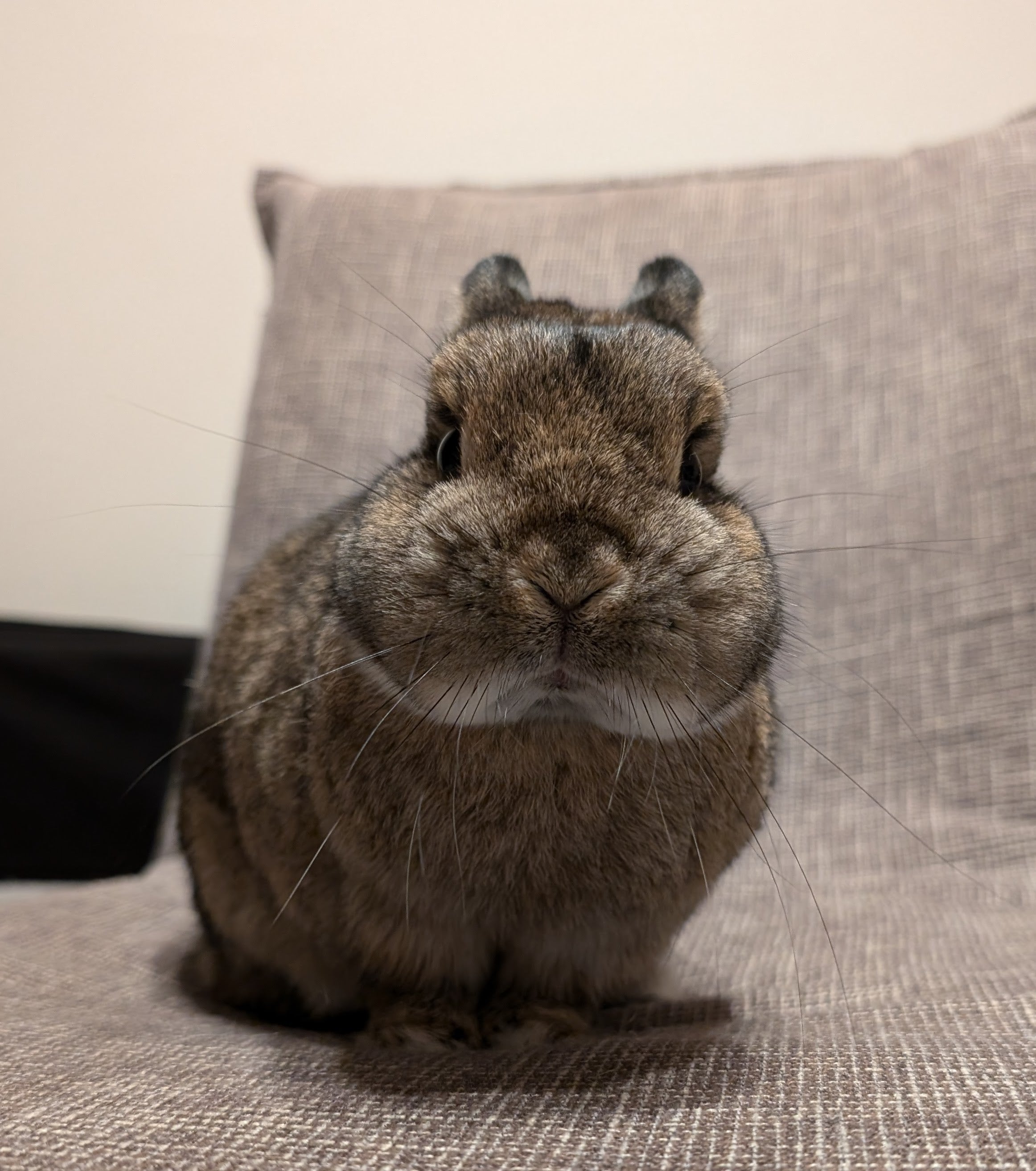こいもちゃん（飼い主さん提供）