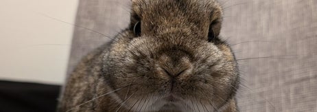 こいもちゃん（飼い主さん提供）