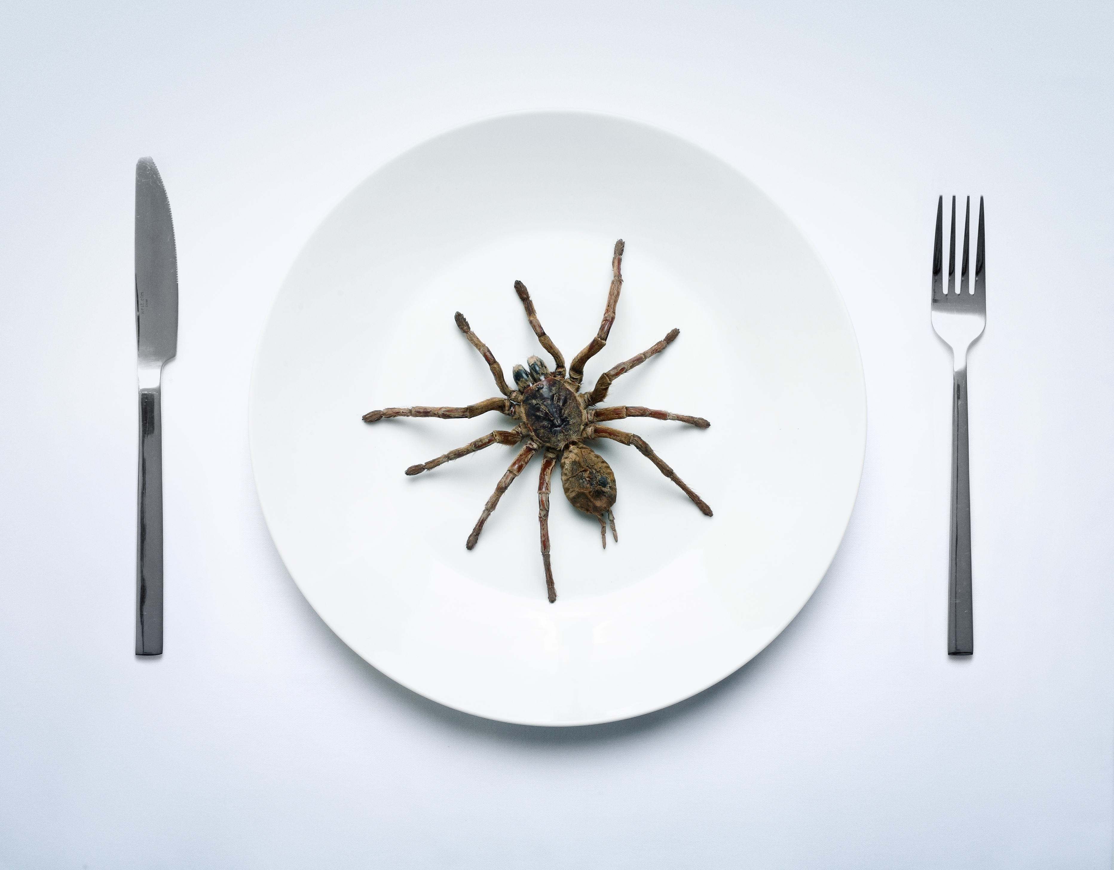 A ample  spider is placed connected  a plate, positioned betwixt  a weapon  and fork, creating an antithetic   and striking array  setting