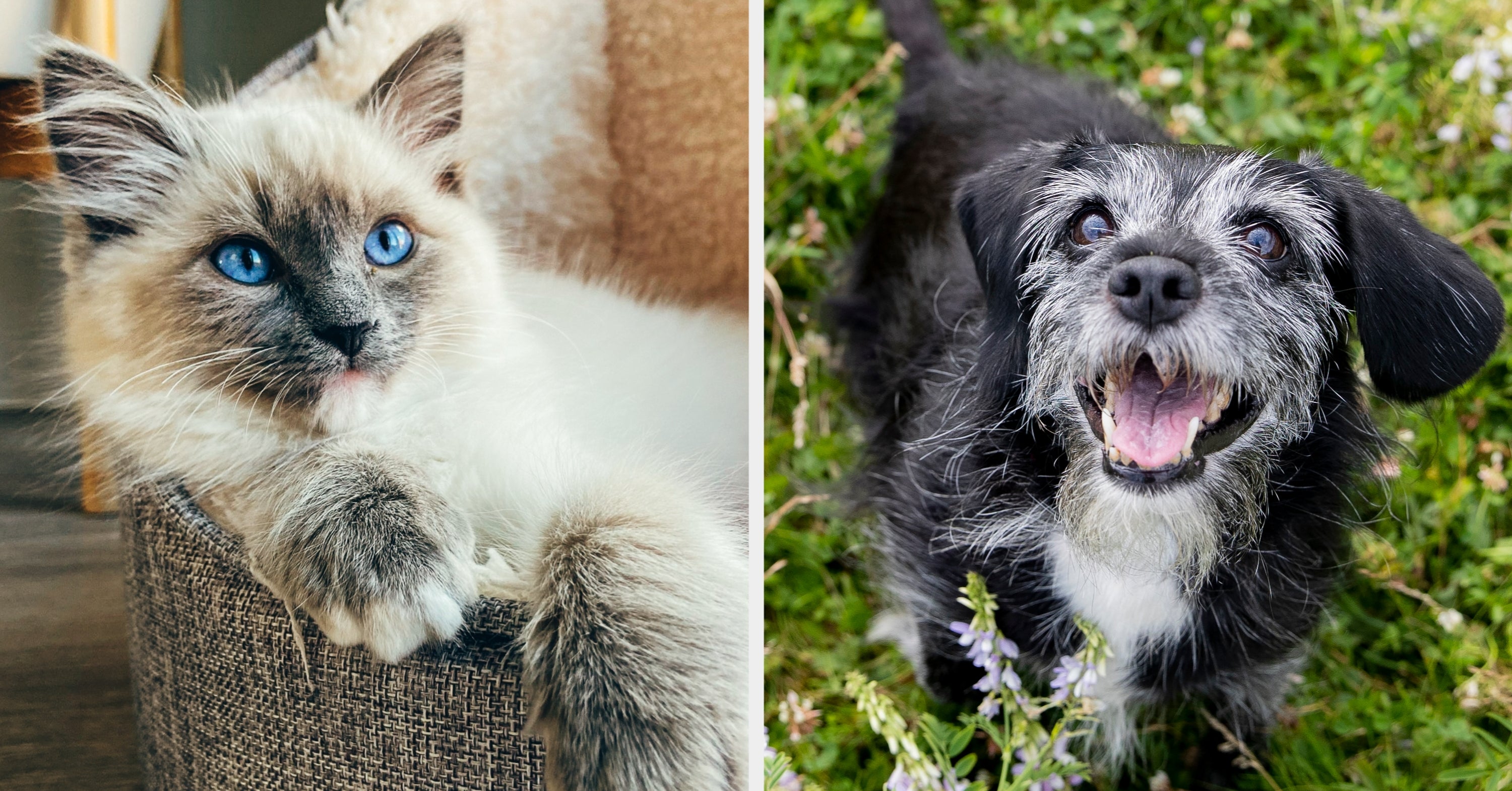 It's National Pet Day! Comment a cute photo of your pet for us all to enjoy 😍