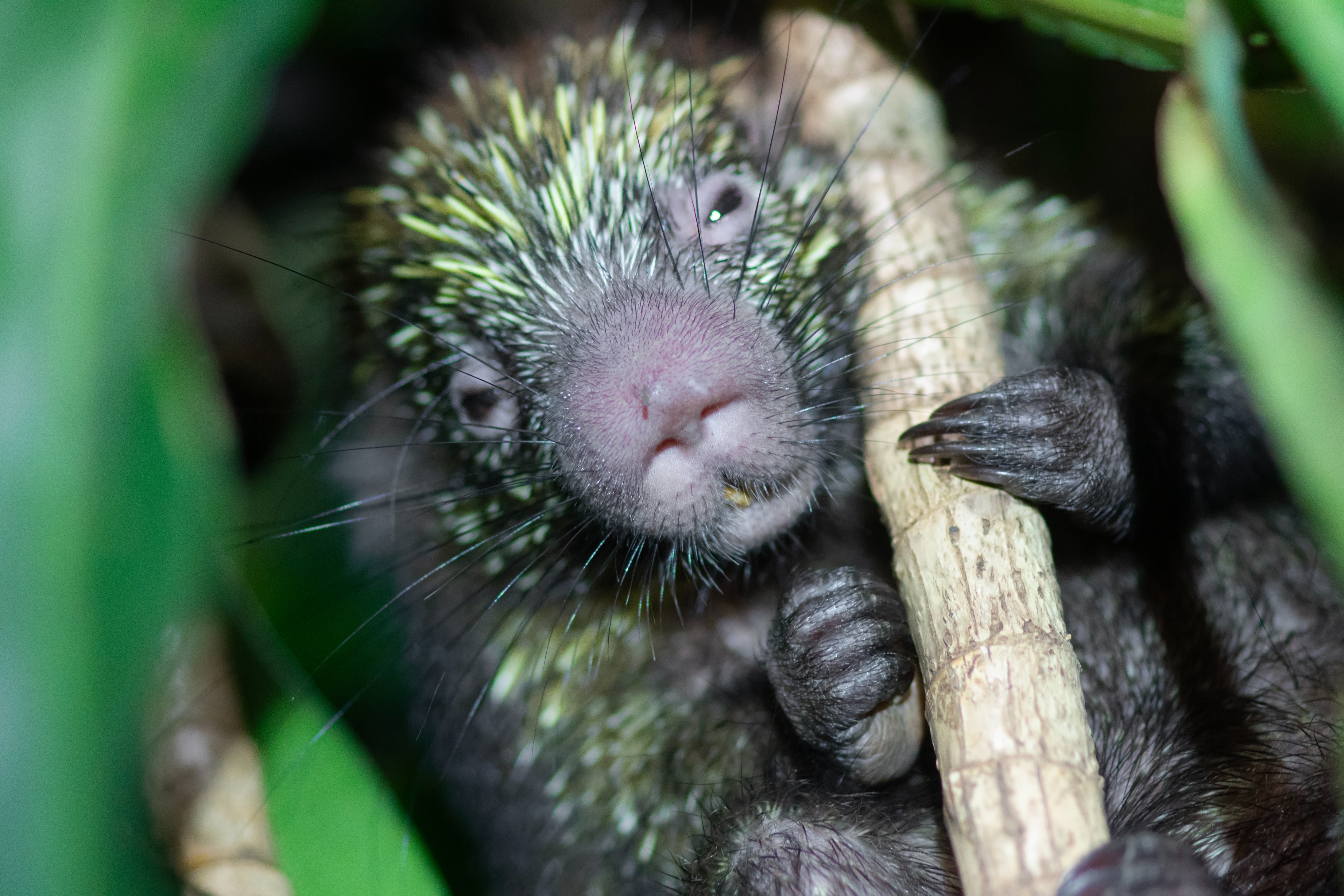 A close-up of a porcupine nestled successful  foliage, holding a subdivision  with its claws, conveying a earthy  setting