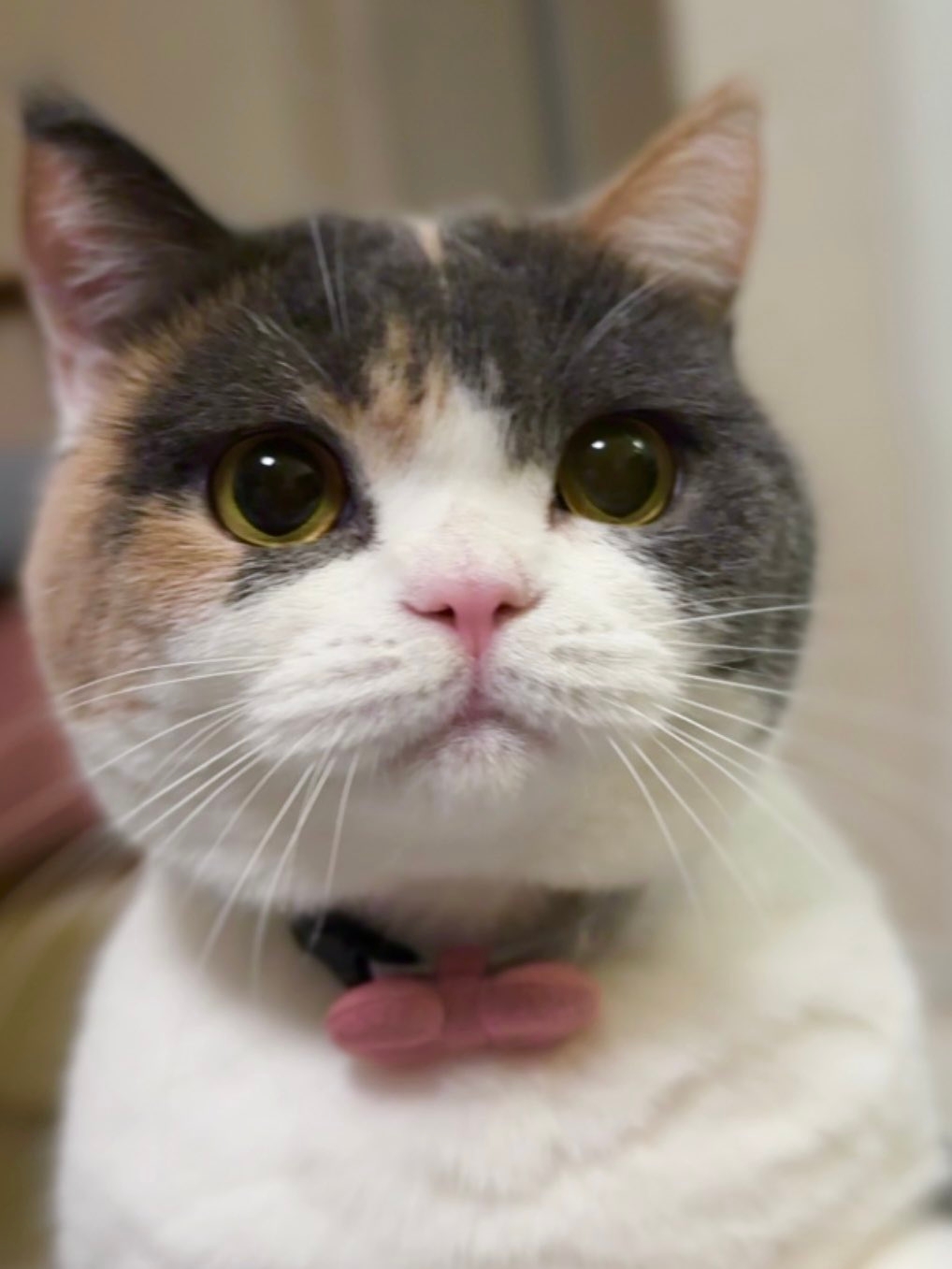 みゅーちゃん（飼い主さんのX（@MIUandRIN521117）より）