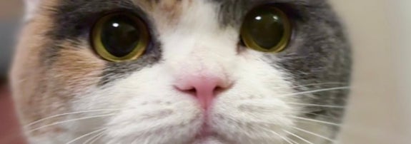 みゅーちゃん（飼い主さんのX（@MIUandRIN521117）より）