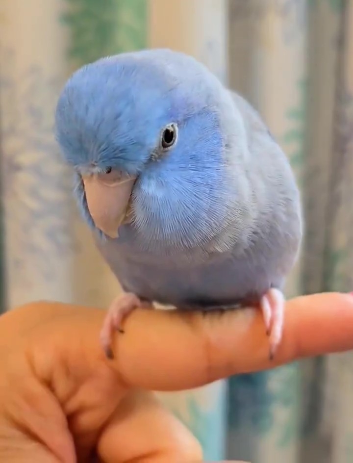 人差し指に止まっている小さな青い鳥。リラックスした表情でくつろいでいる。