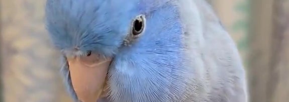 人差し指に止まっている小さな青い鳥。リラックスした表情でくつろいでいる。