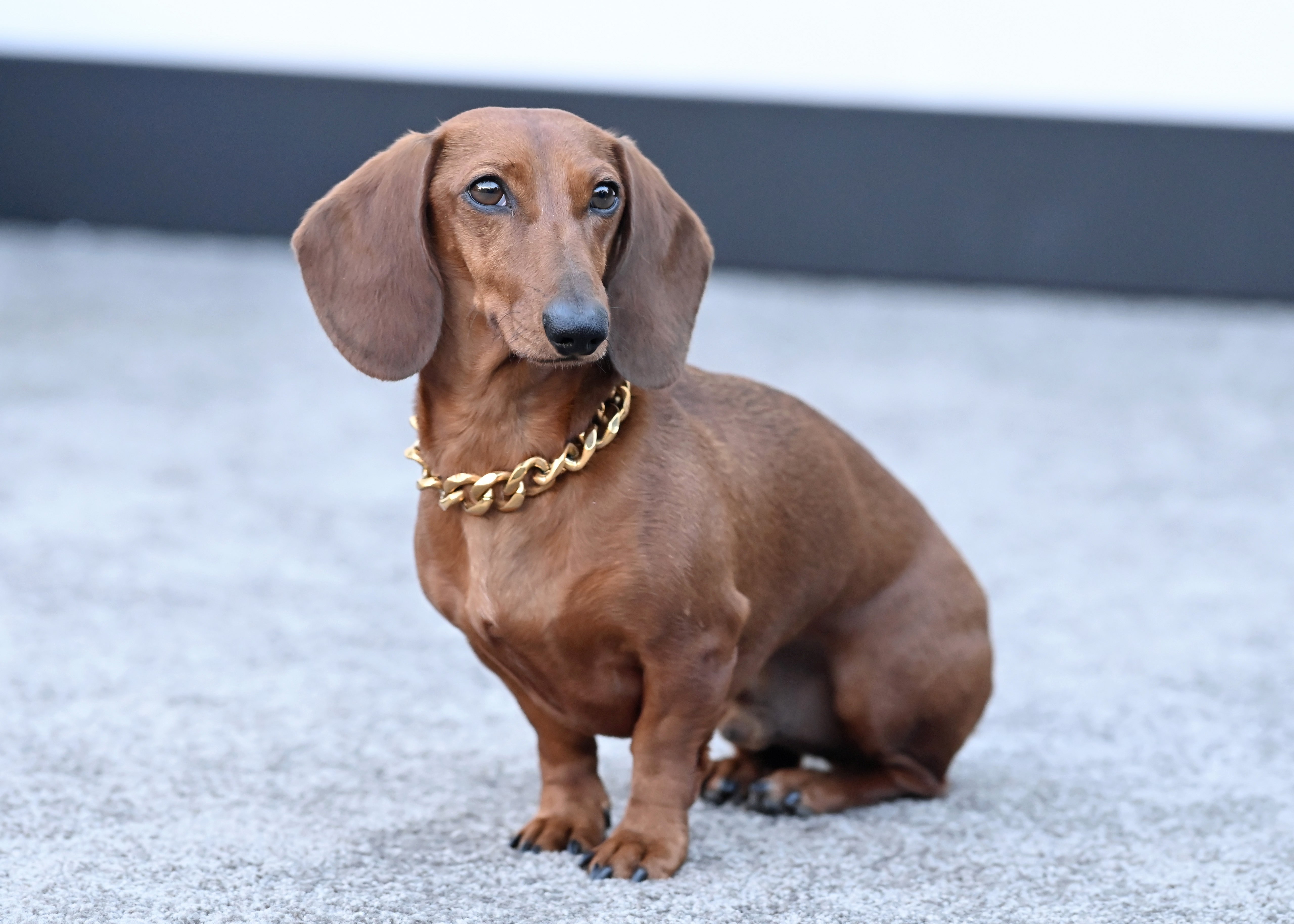 Dachs iført en gullkjede, sitter på et grått teppe, ser våken og oppmerksom ut