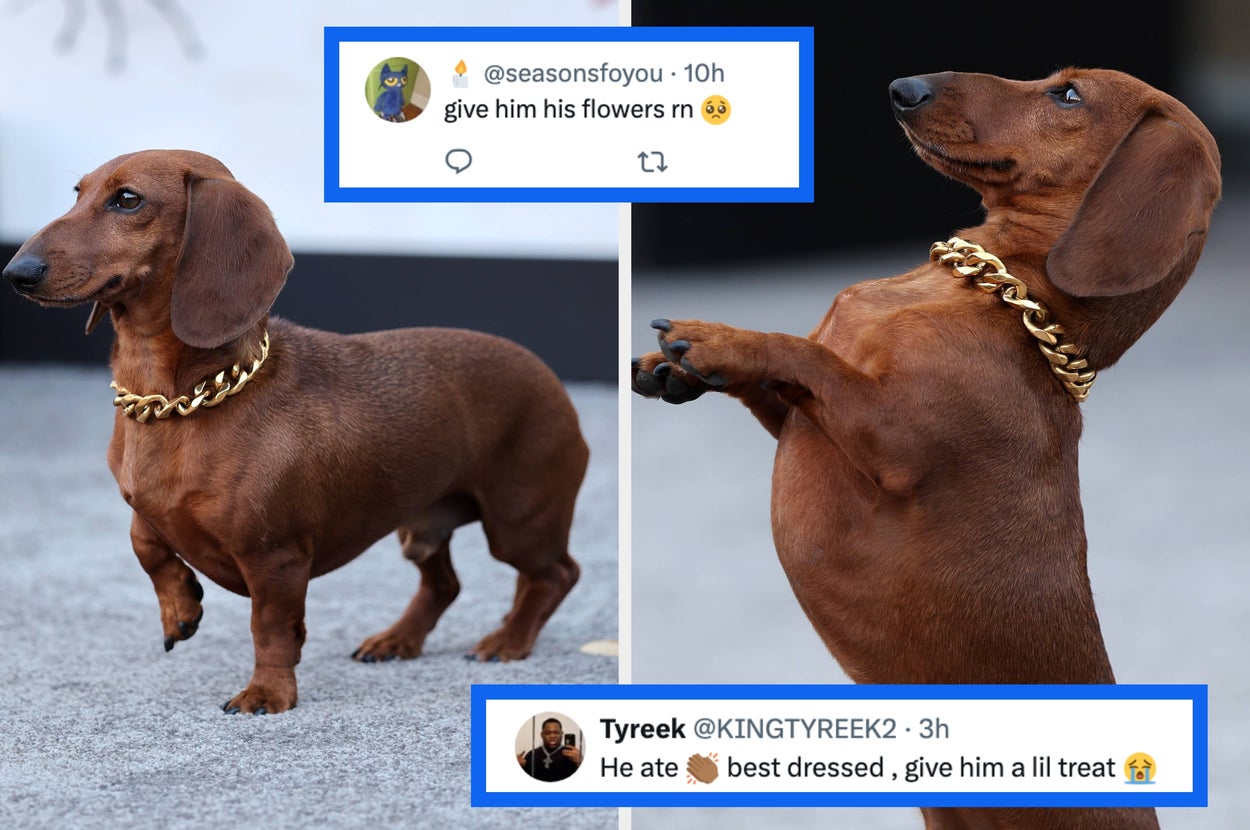 "Has That Gold Chain On Him, He’s A Star:" The Pint-Sized Pup From "Beef" Rocked A Tiny Gold Chain And Won Everyone's Hearts On The Red Carpet