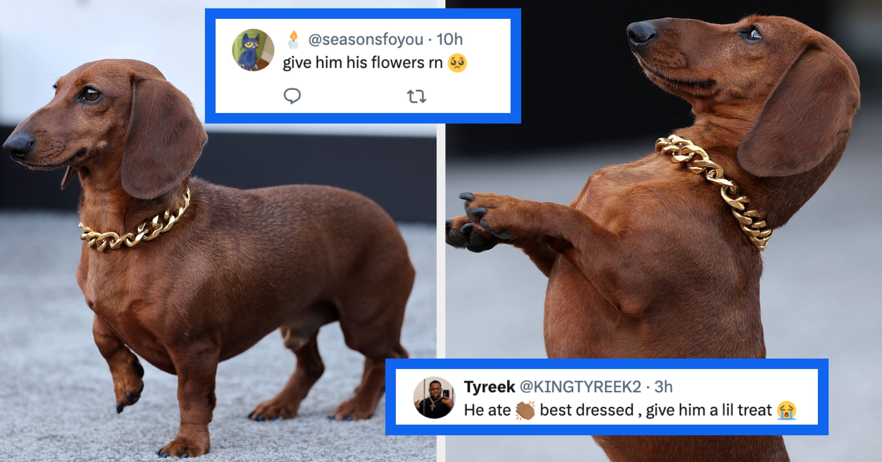"Who Is This Diva?": The Cute Dachshund From "Beef" Completely Owns The Red Carpet In Only A Gold Linked Chain