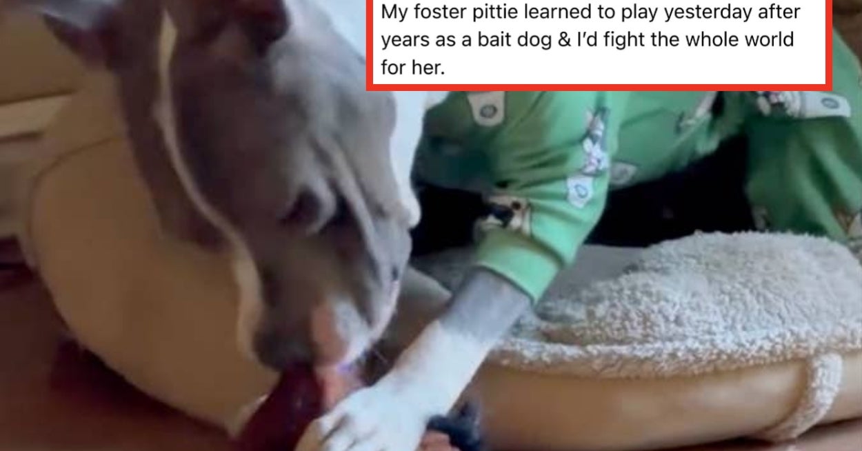 "My Foster Pittie Learned To Play Yesterday After Years As A Bait Dog": Women Are Sharing The One Thing Getting Them Through This Shitshow Of A Year, And It's Actually Working Miracles