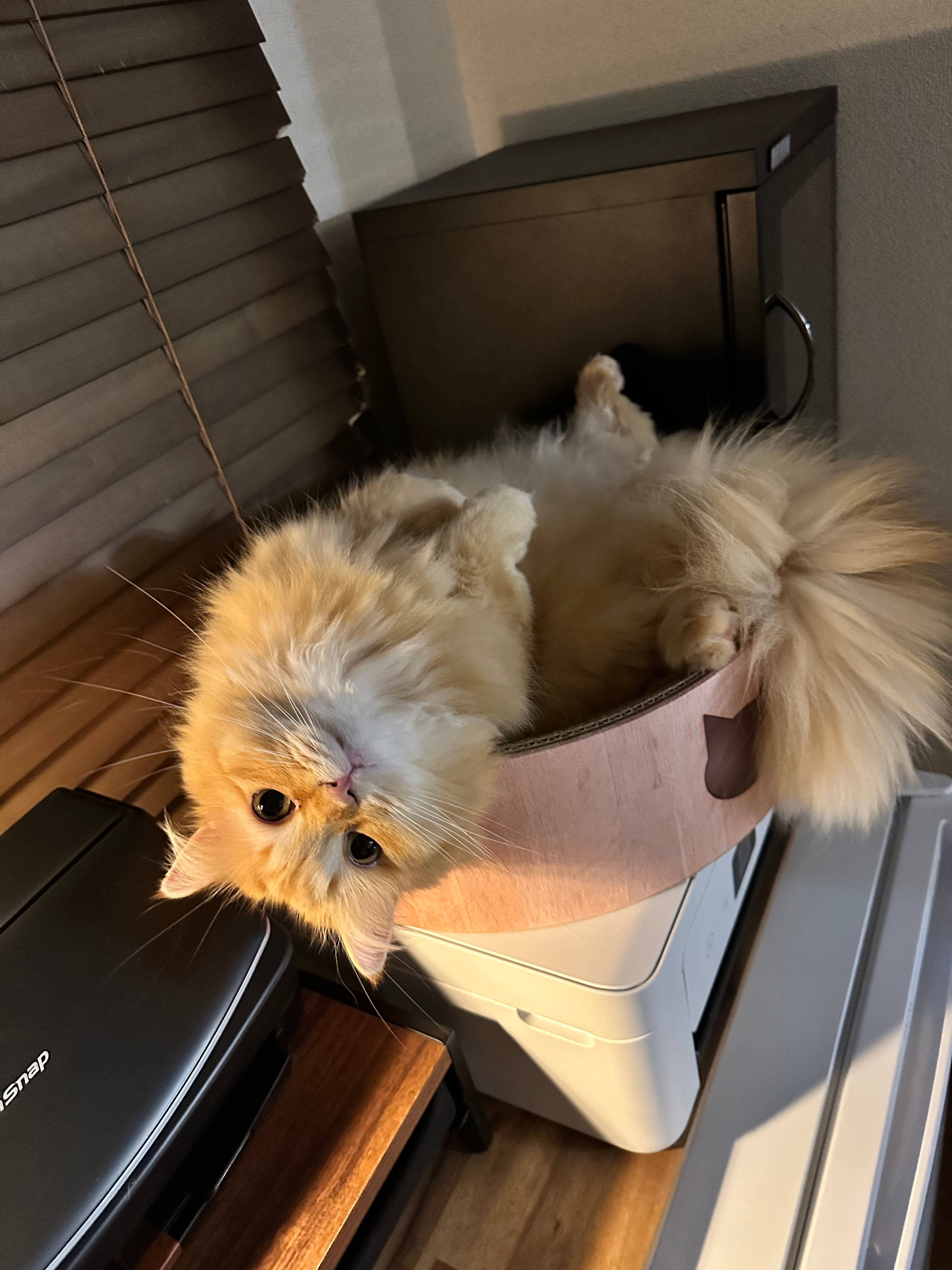 猫のエマちゃん / ネコランドさん（@NEKOLAND13）のXより