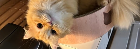 猫のエマちゃん / ネコランドさん（@NEKOLAND13）のXより