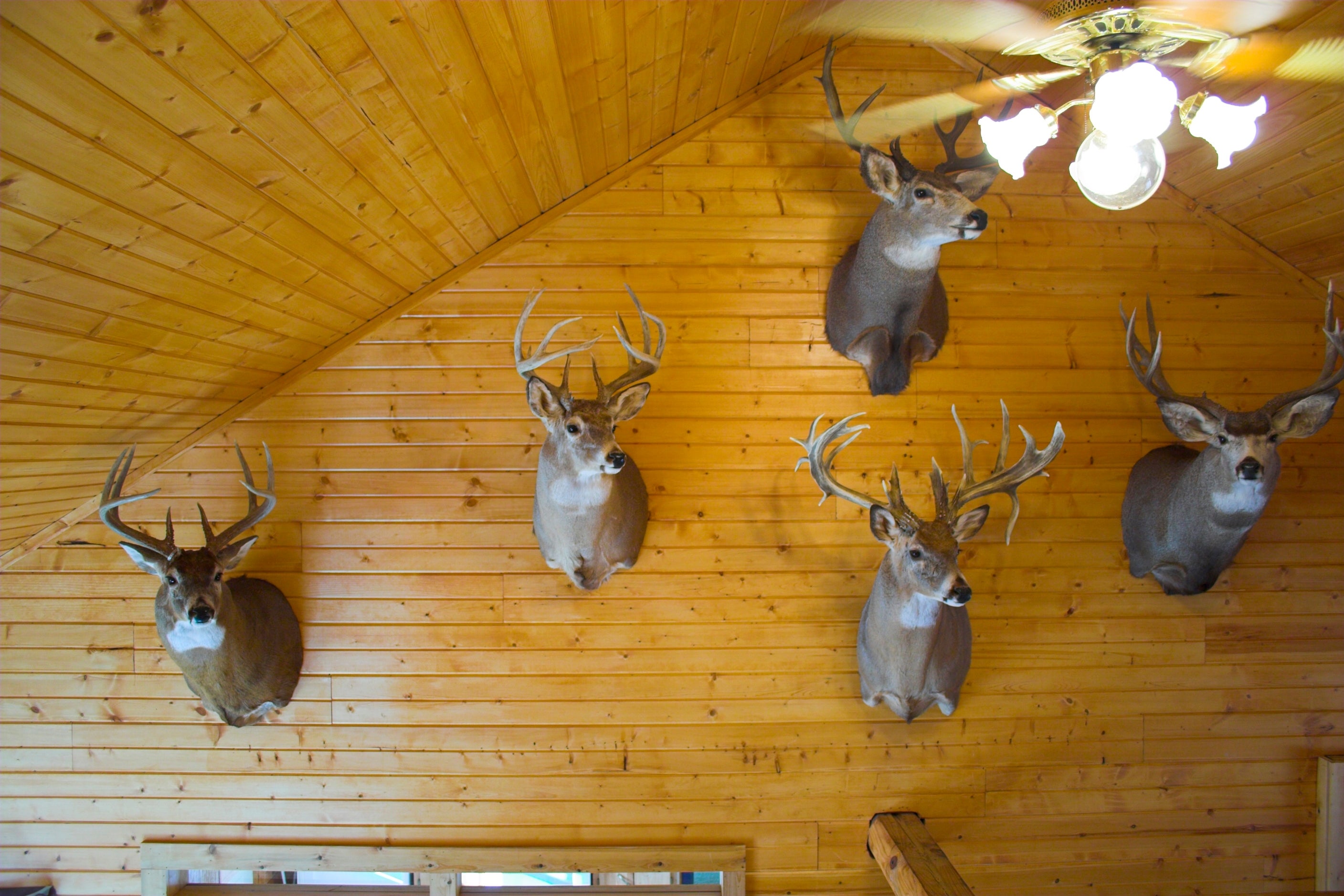 Five mounted cervid  heads connected  a woody  wall, displayed successful  a patterned arrangement