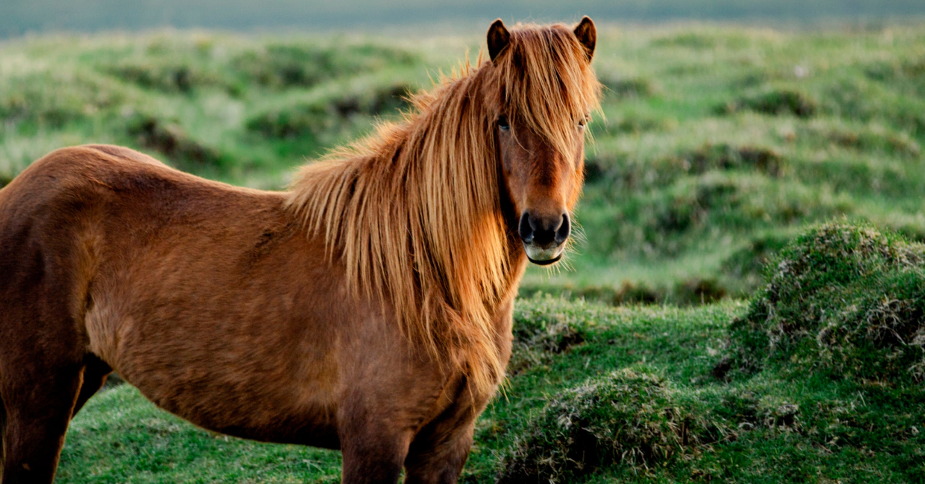 Answer These 8 Specific Questions And I'll Reveal If You're A Capybara, Unicorn, Axolotl, Or Bearded Dragon