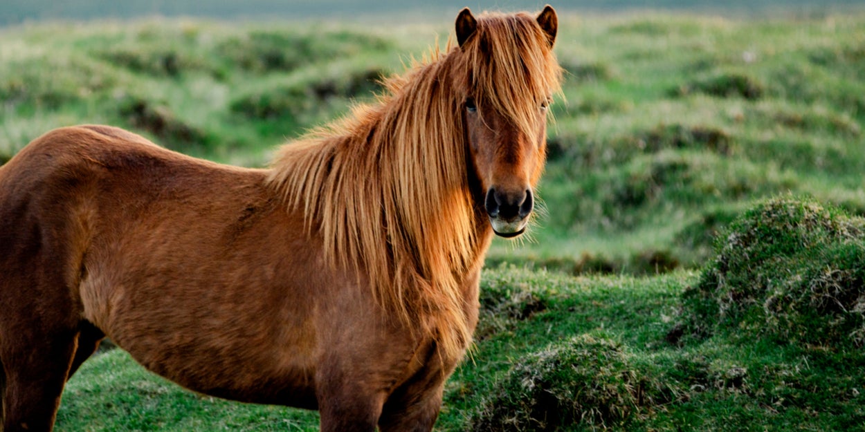 Which Majestic Animal Are You?