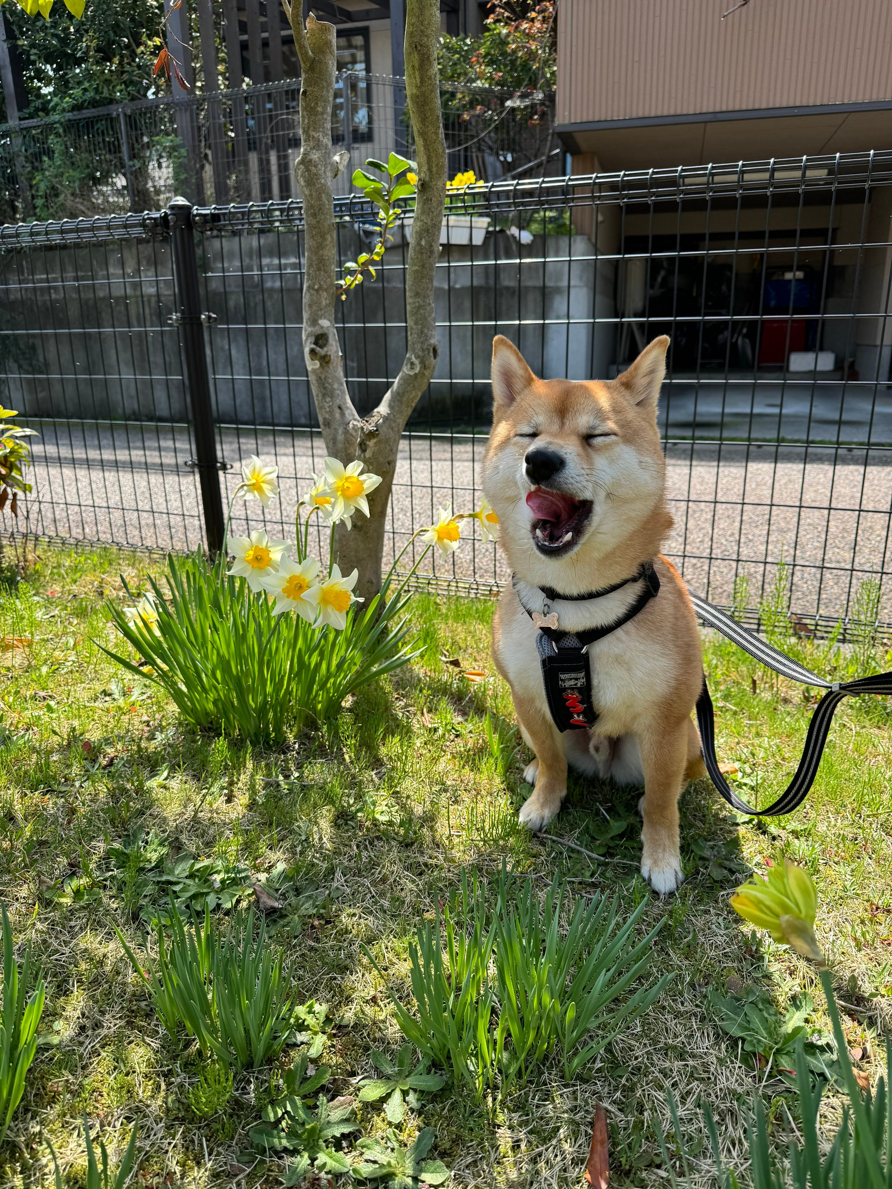 あくびをするろくくん（柴犬 ろくさんのXアカウントより）