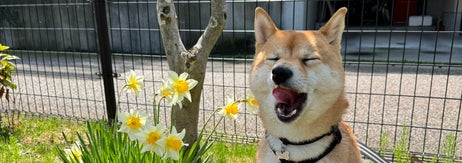 あくびをするろくくん（柴犬 ろくさんのXアカウントより）