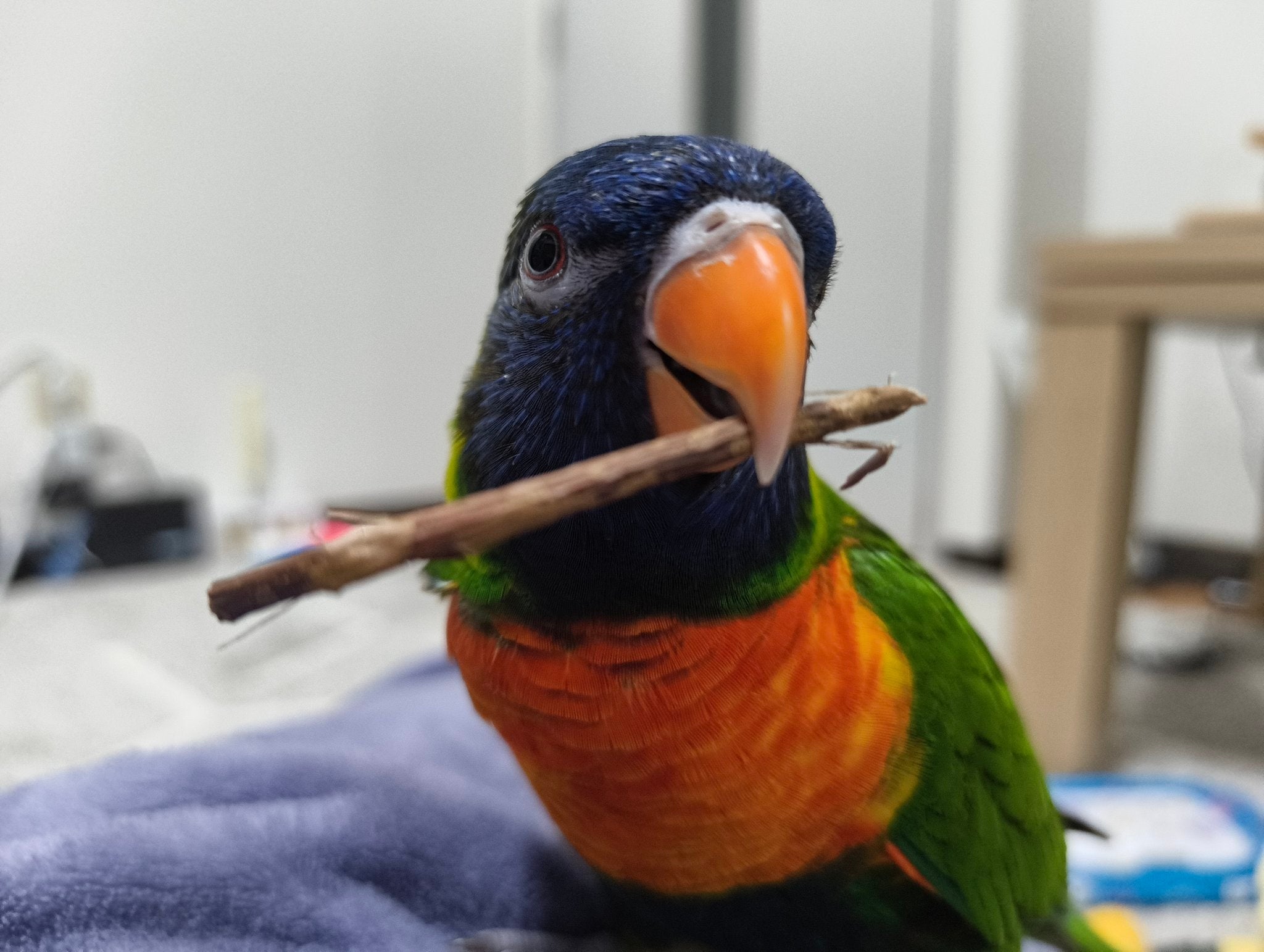 クーピーくん / 飼い主さん（@coopie_potato）のXより