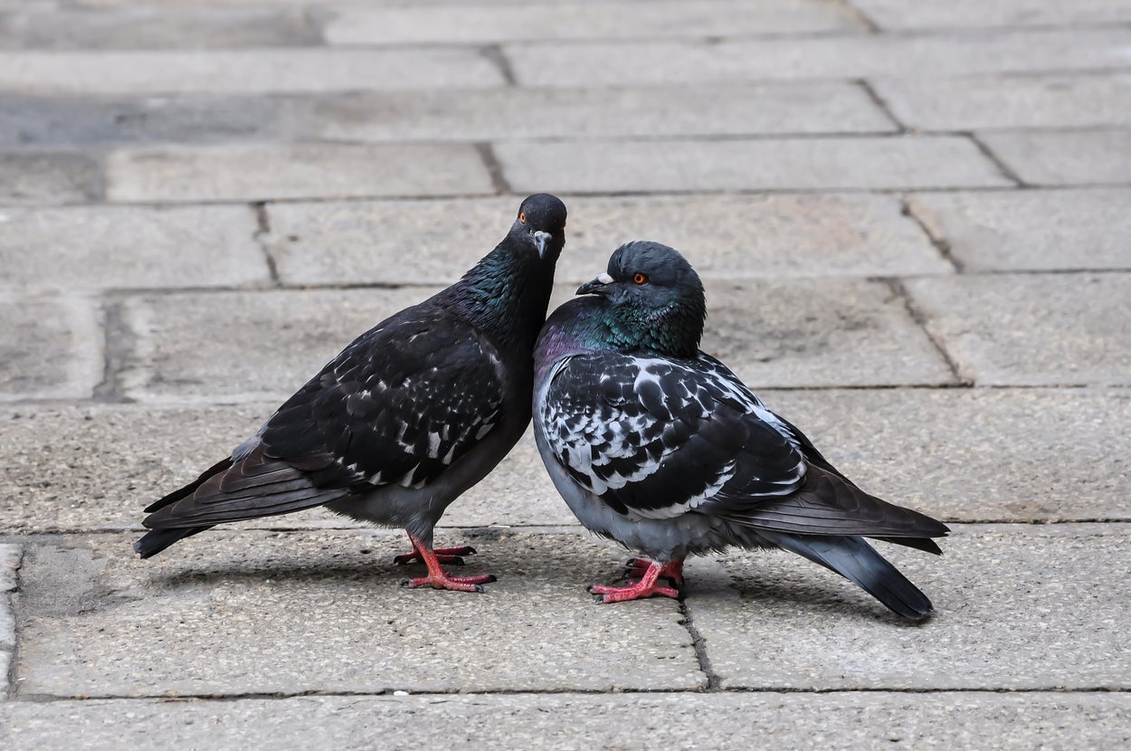 We Tamed Pigeons, Then Betrayed Them. Now It's Time To Recognise Their Worth