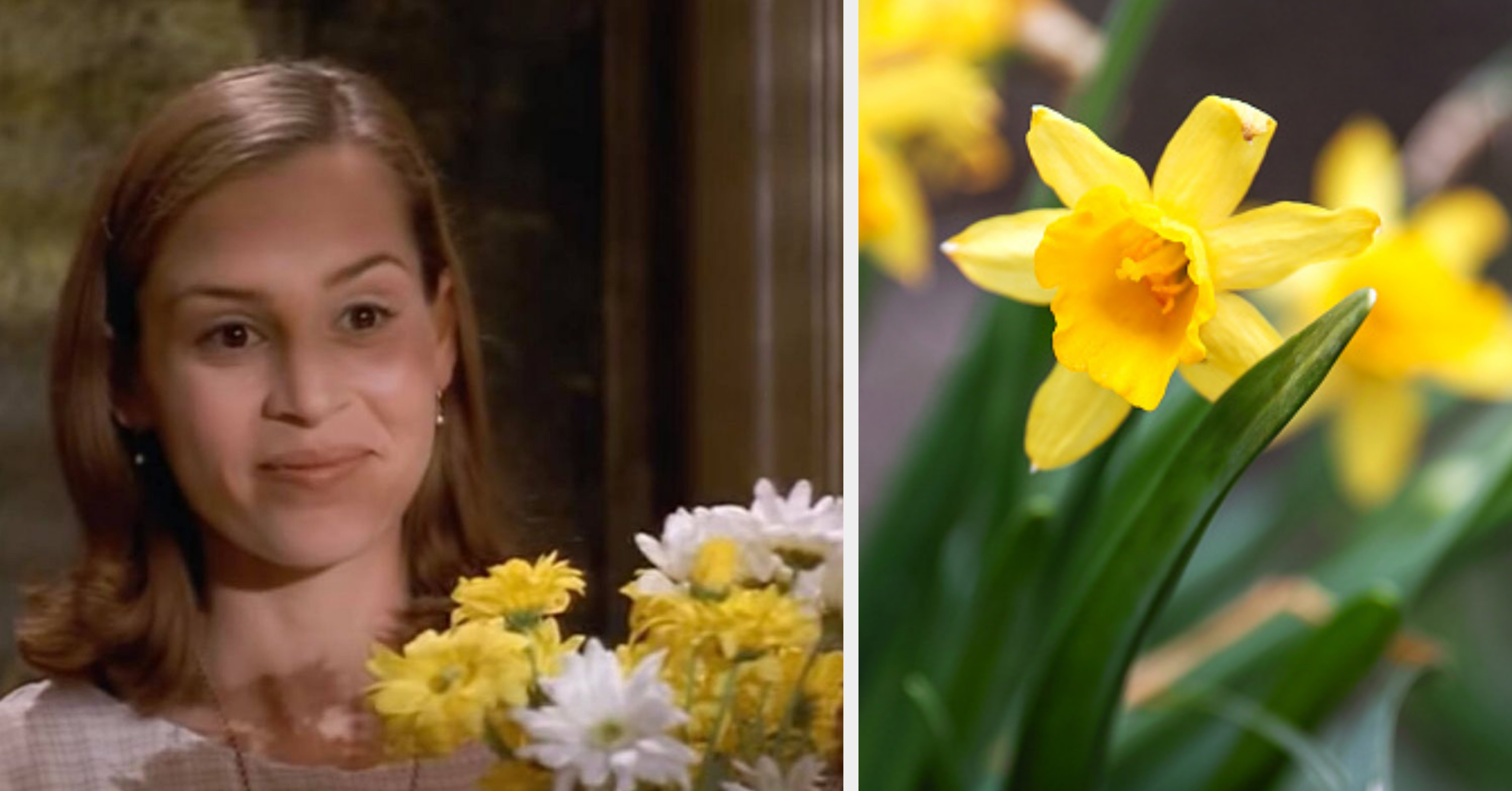 Which Of These 15 Spring Flowers Are You Truly?