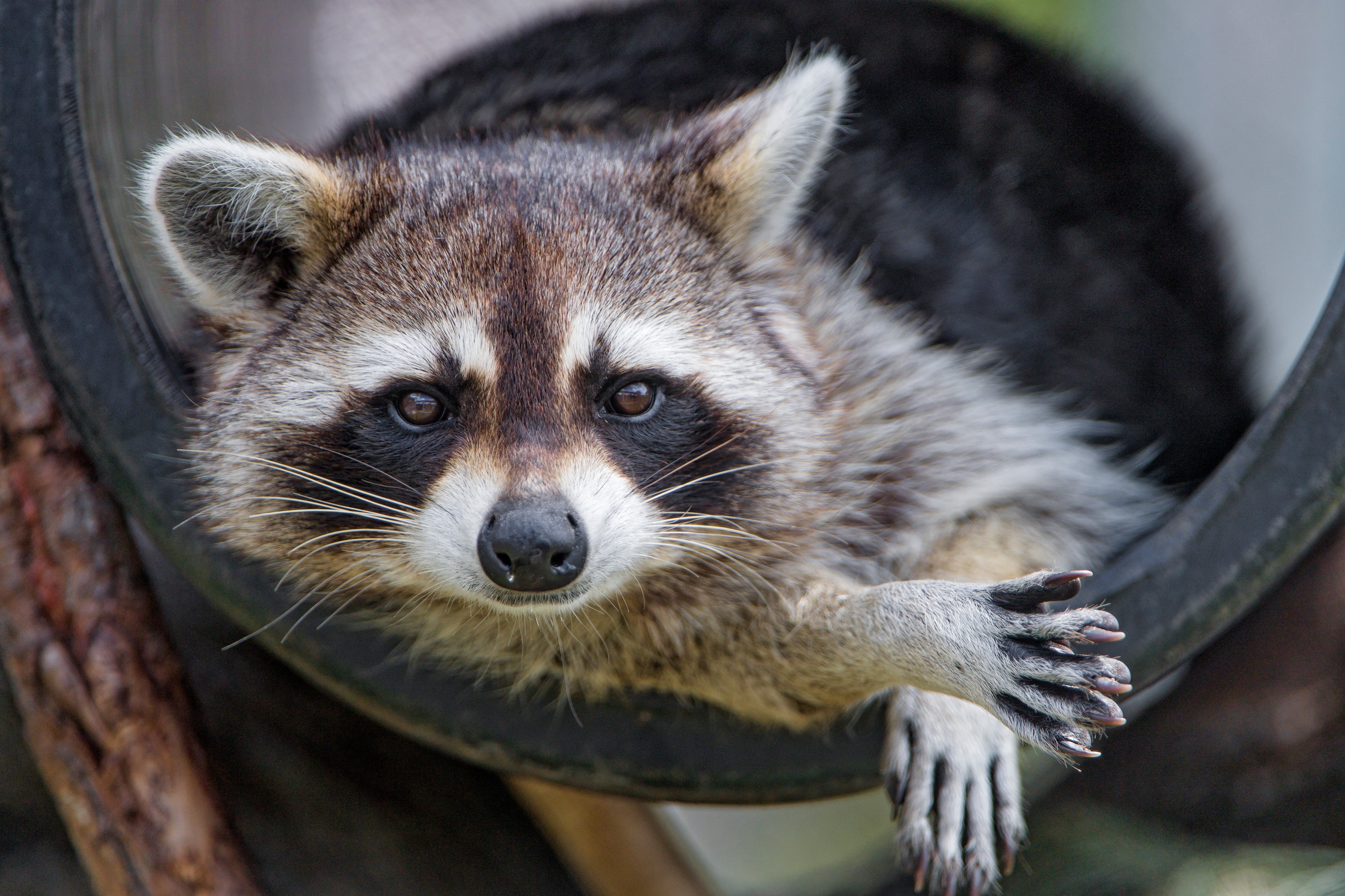 Roderick Raccoon Wild RFK Jr. Raccoon Story Goes Viral Online