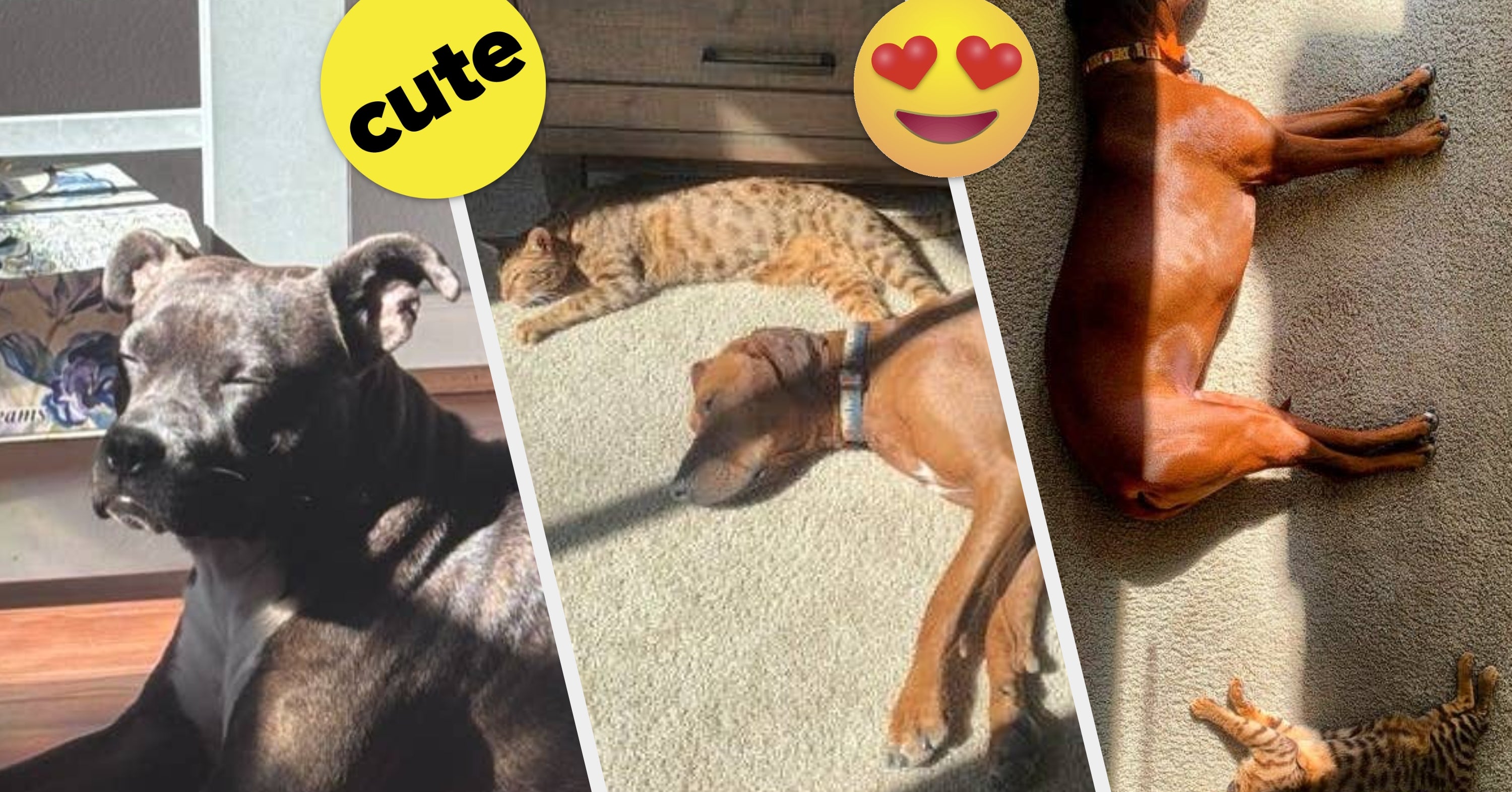 17 Photos That You Should See Of These Pets Lying In The Sun If You Want An Instant Mood Boost