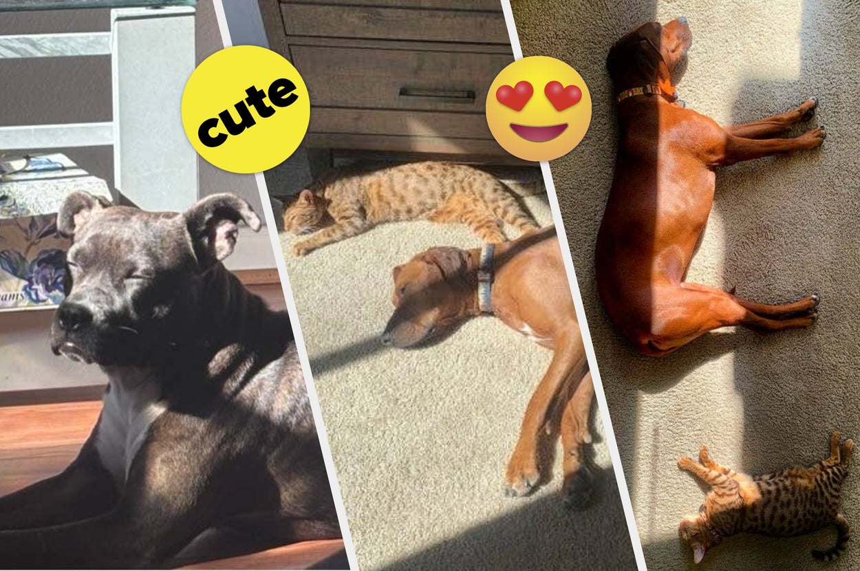 Stop Everything You're Doing To See These Cats And Dogs Enjoying The Sun