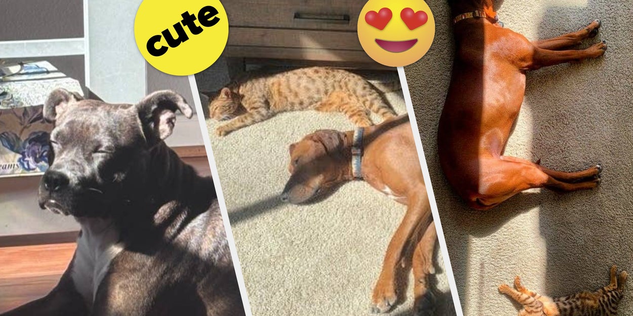 I Need You To See These Pets Lying In The Sun