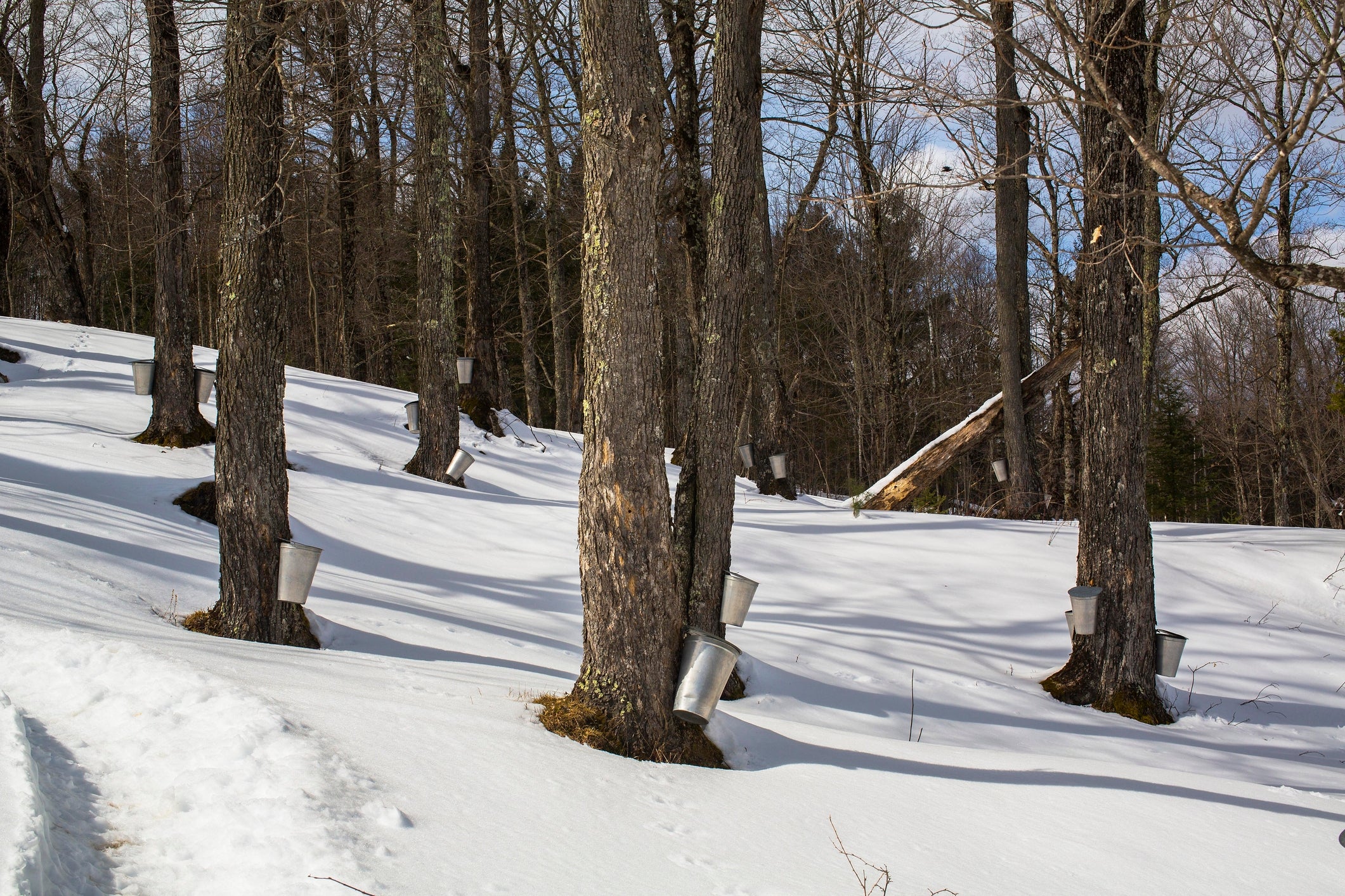 Snowy wood  with maple trees tapped for sap collection. Buckets bent  from the histrion   trunks, indicating maple syrup production