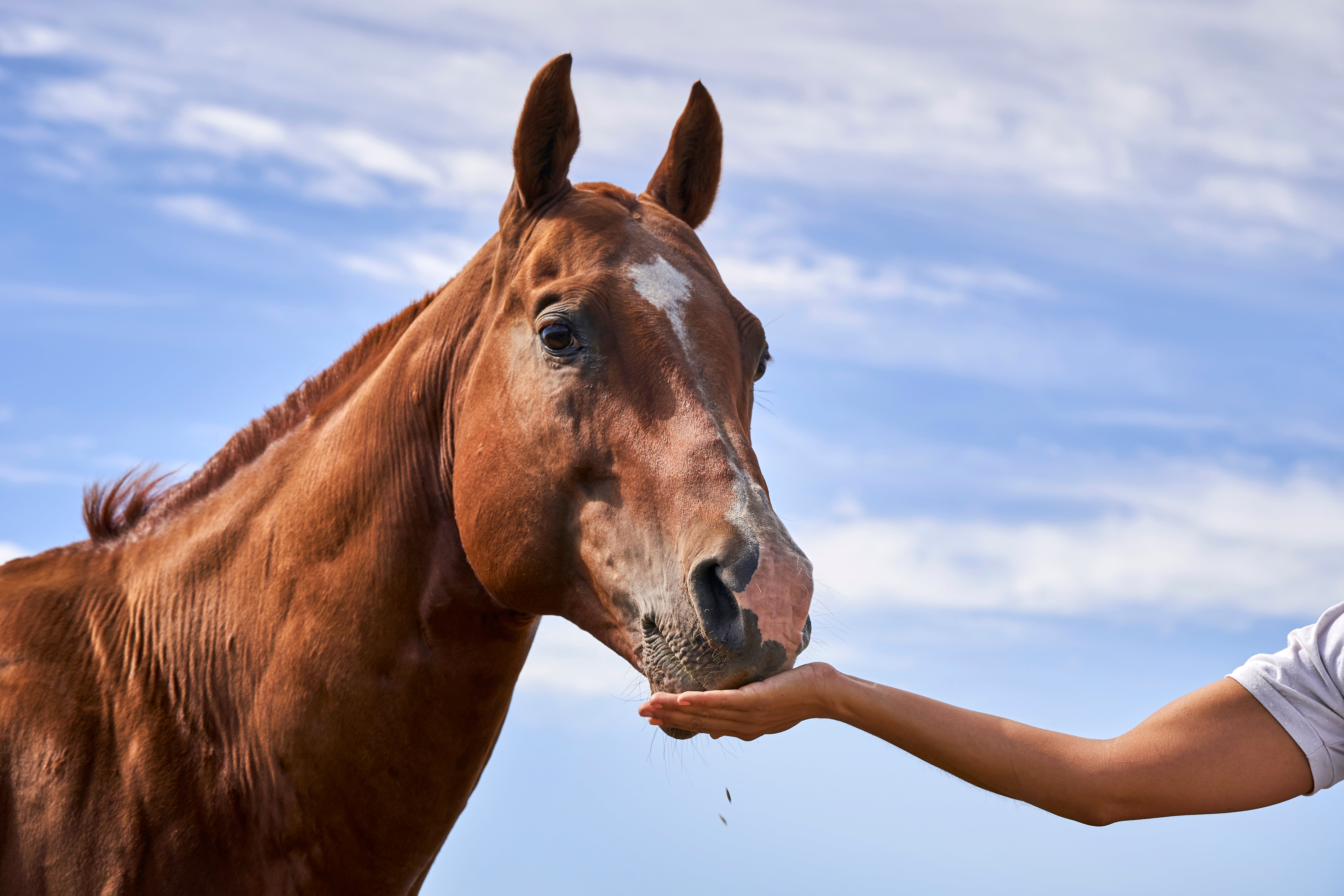 Person feeding a equine  outdoors nether  a cloudy sky