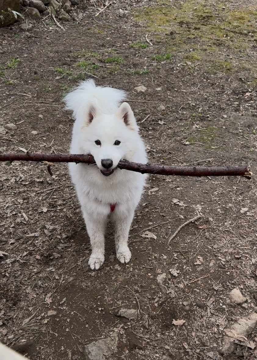 白い犬が大きな棒を口にくわえて立っている。
