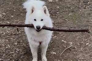 白い犬が大きな棒を口にくわえて立っている。
