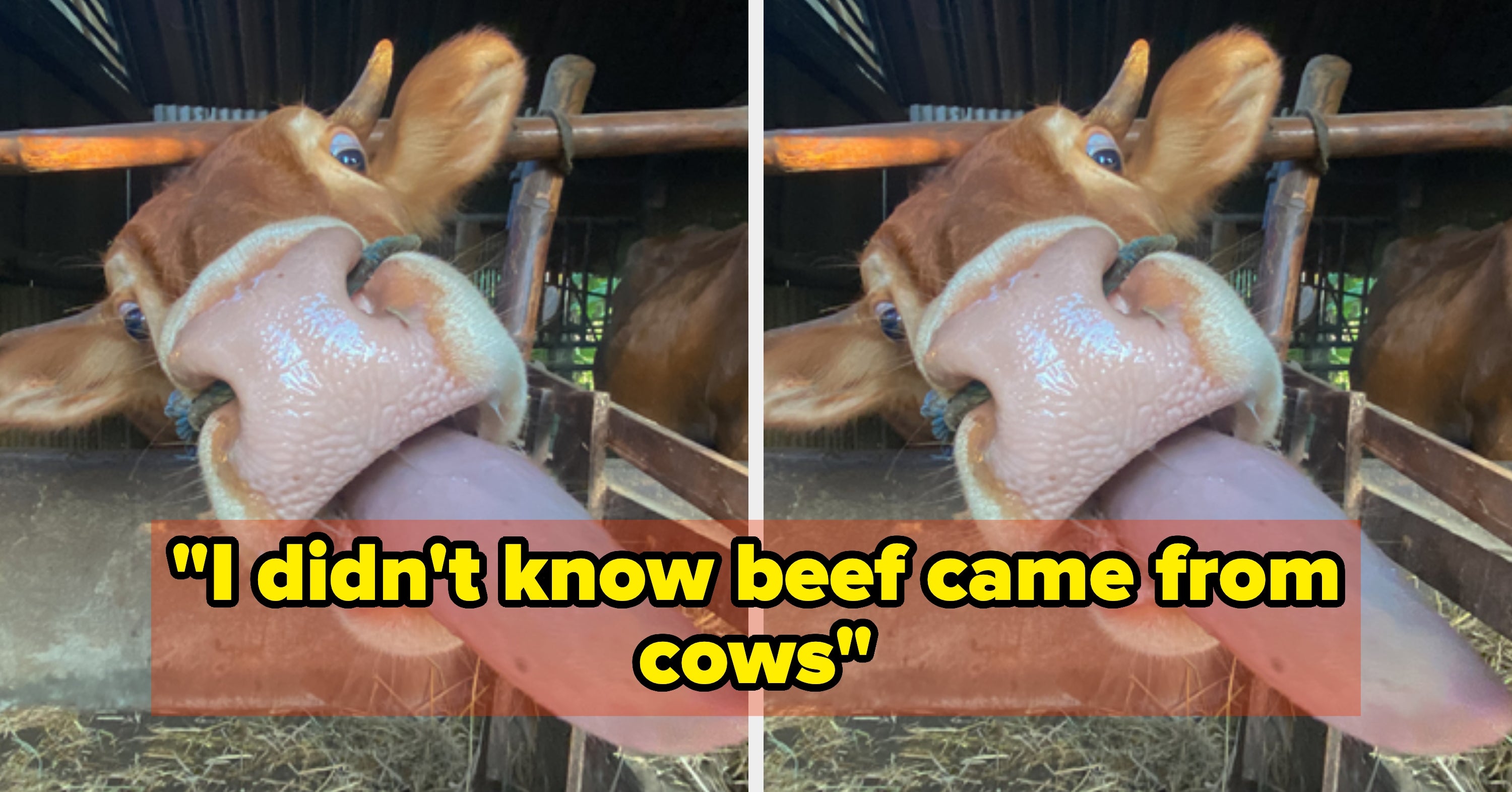 People Are Sharing The Dumbest, Dullest, And Most Downright Idiotic Things Anyone Has Ever Said To Them, And I Can't Believe My Eyes