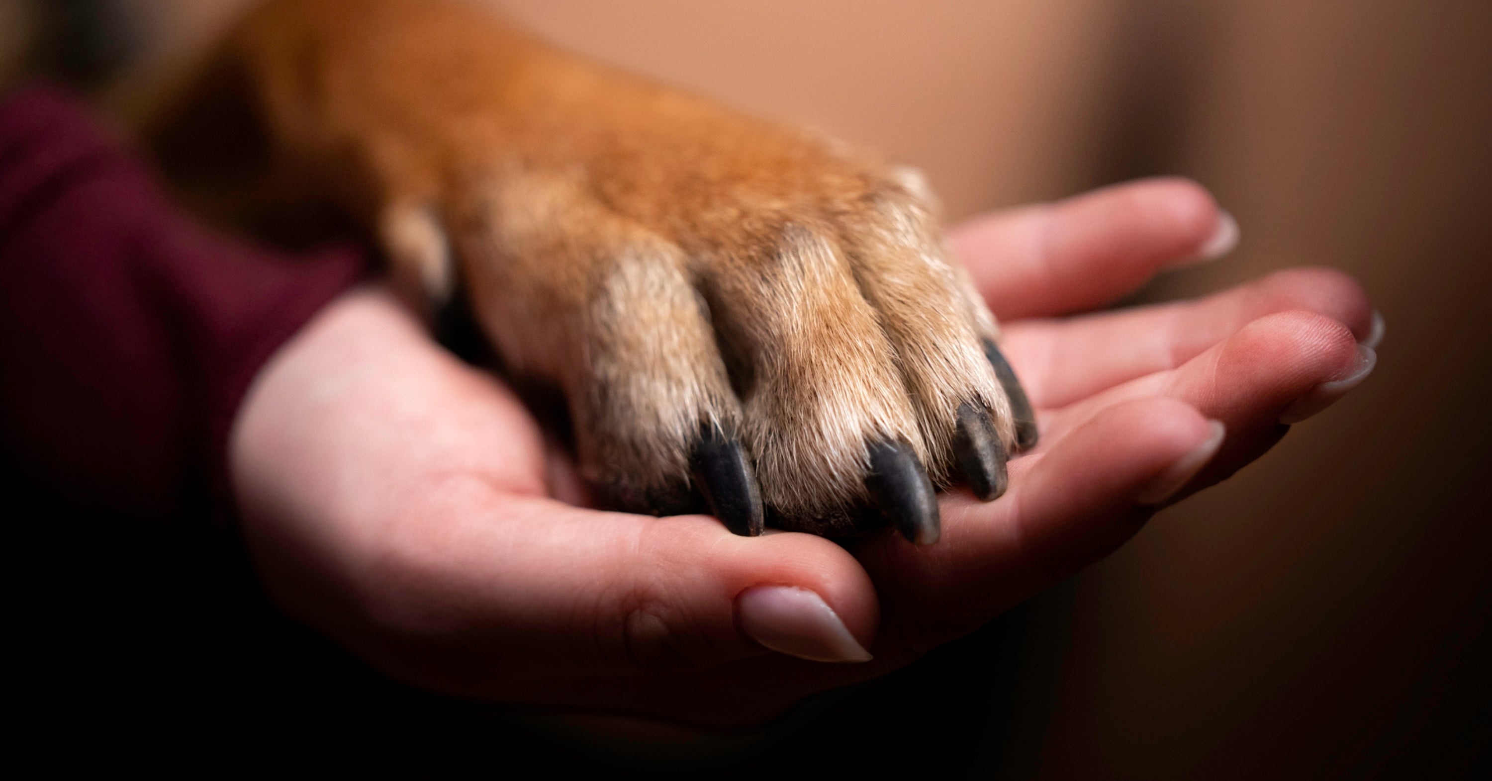 Everybody Has A Dog Breed That Embodies Their Spirit — Which One Are You Based On Your Taste Buds?