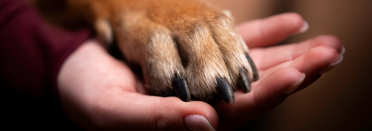 Enjoy An All-D Meal And We'll Guess What Kind Of Dog You'd Be