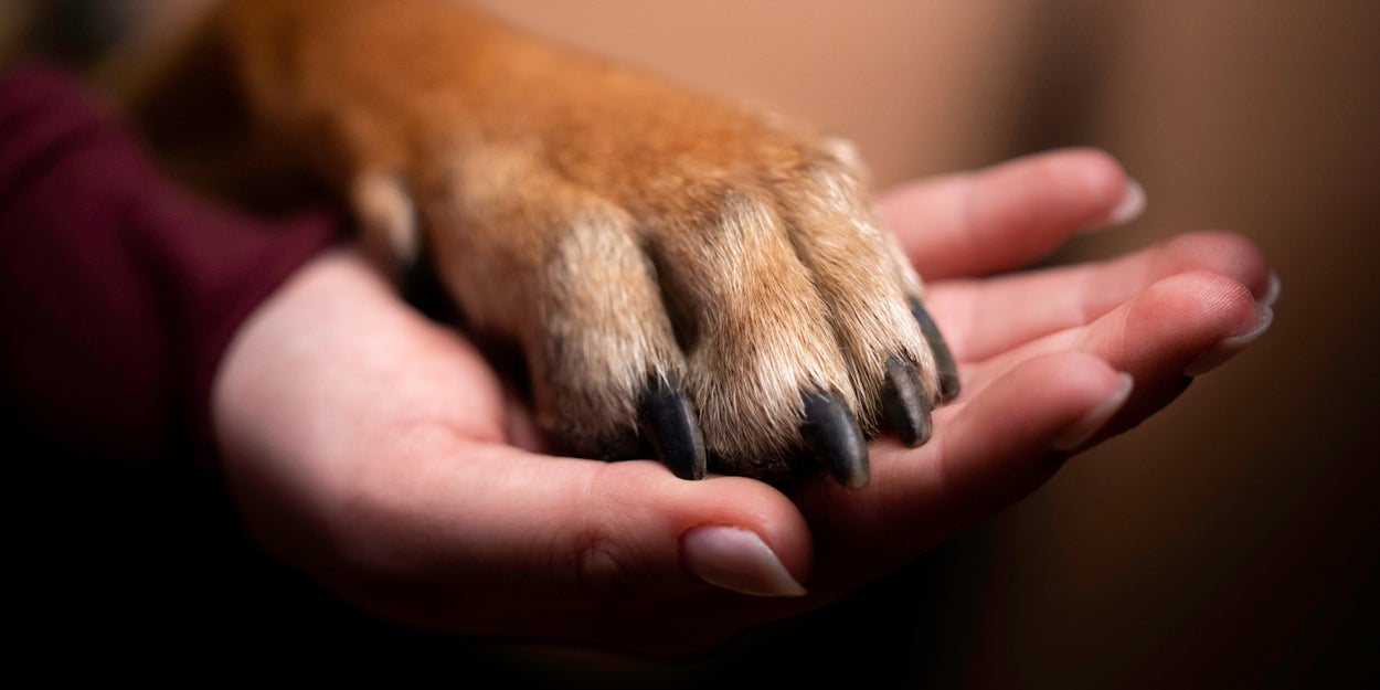 Enjoy An All-D Meal And We'll Guess What Kind Of Dog You'd Be