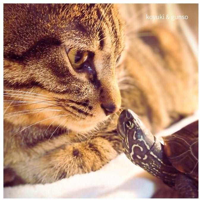 小雪ちゃん（写真左）と軍曹くん（写真右）/ 飼い主さん（@Mh0MLiErcV8E97C）のXより