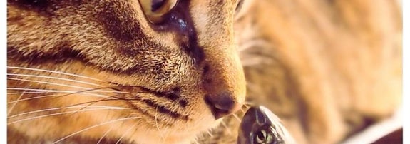 小雪ちゃん（写真左）と軍曹くん（写真右）/ 飼い主さん（@Mh0MLiErcV8E97C）のXより