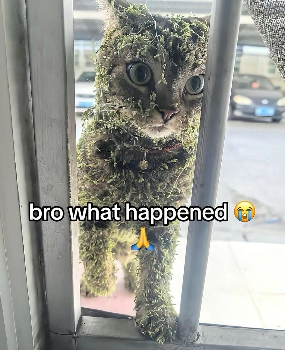 Cat covered in leaves or plant material looking through bars with text: "bro what happened" and prayer hands emoji