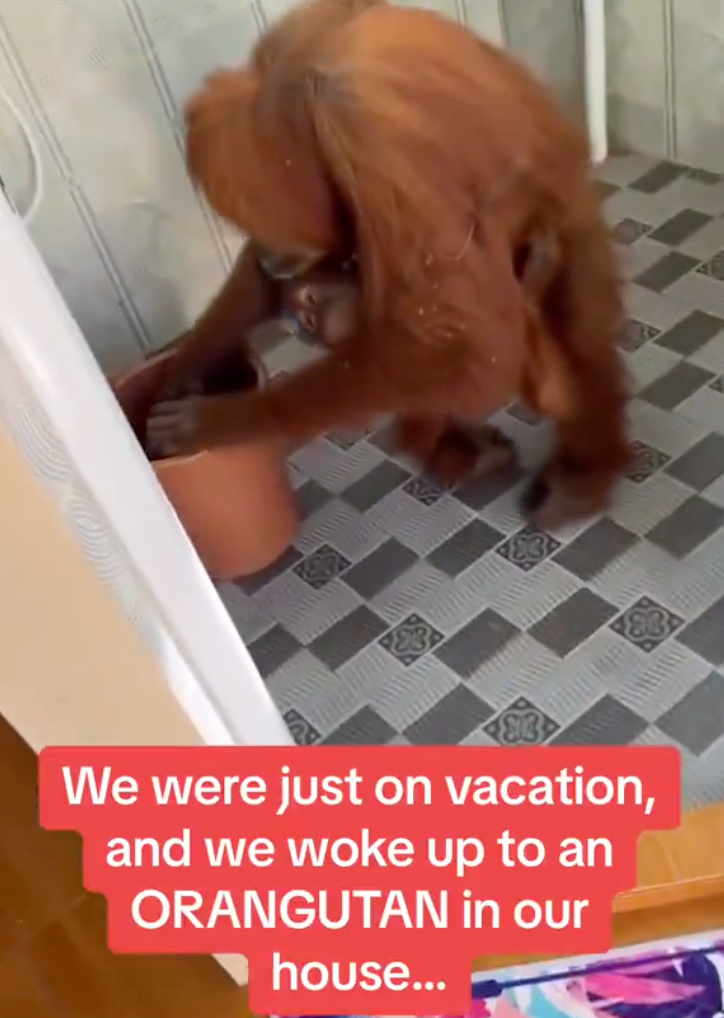 Orangutan in a bathroom fiddling with a pot. Text overlay: "We were just on vacation, and we woke up to an ORANGUTAN in our house..."