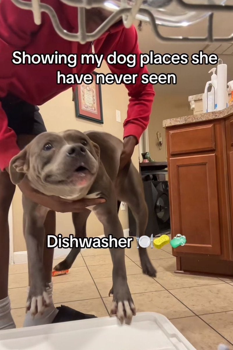 Person showing a curious dog a dishwasher for the first time at home. Text reads: "Showing my dog places she has never seen. Dishwasher."