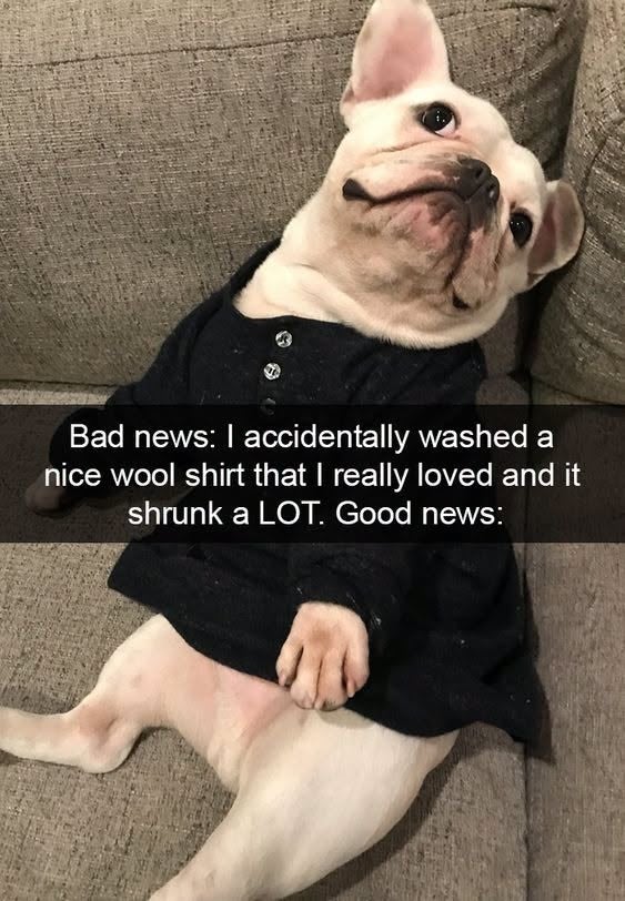 Dog in a small wool shirt lying on a couch with text about accidentally shrinking a favorite shirt