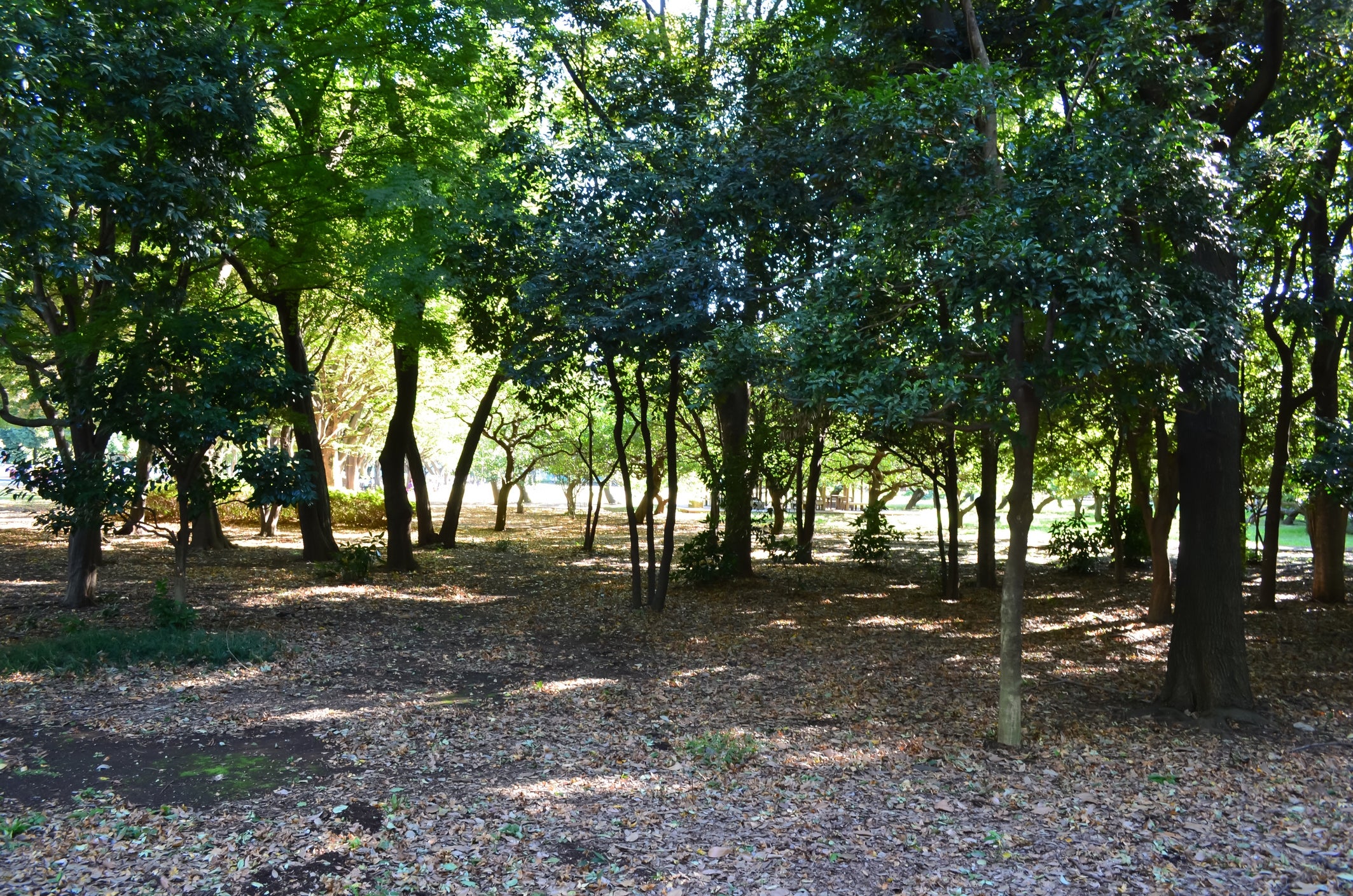 木々が立ち並ぶ、公園の静かな林の風景。地面には落ち葉が広がっている。