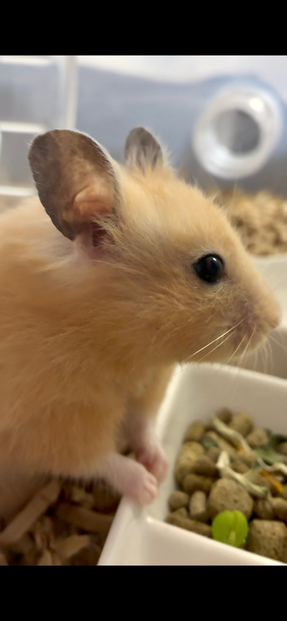 まろんちゃんの美しき横顔（pinoさんのXアカウントより）