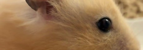 まろんちゃんの美しき横顔（pinoさんのXアカウントより）