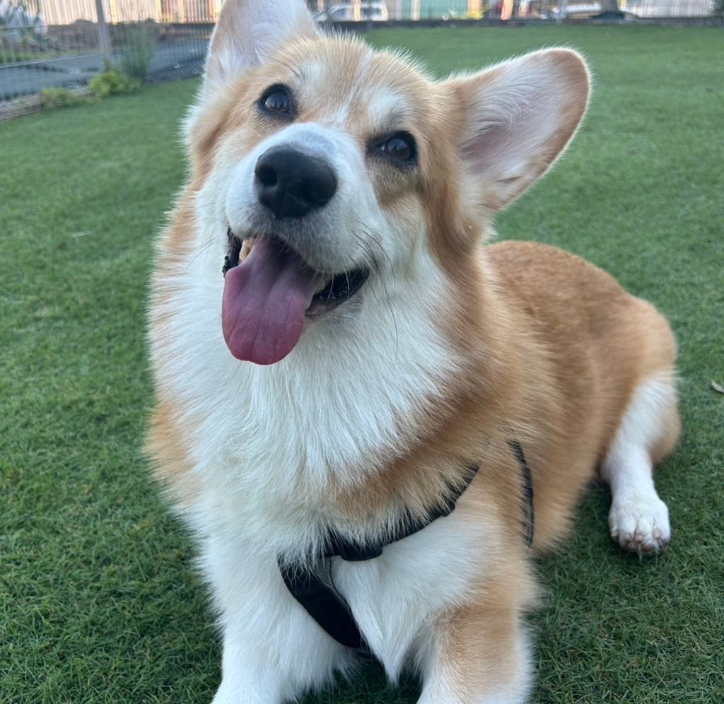 レオくん／飼い主さんのX（@kkkllleo）より