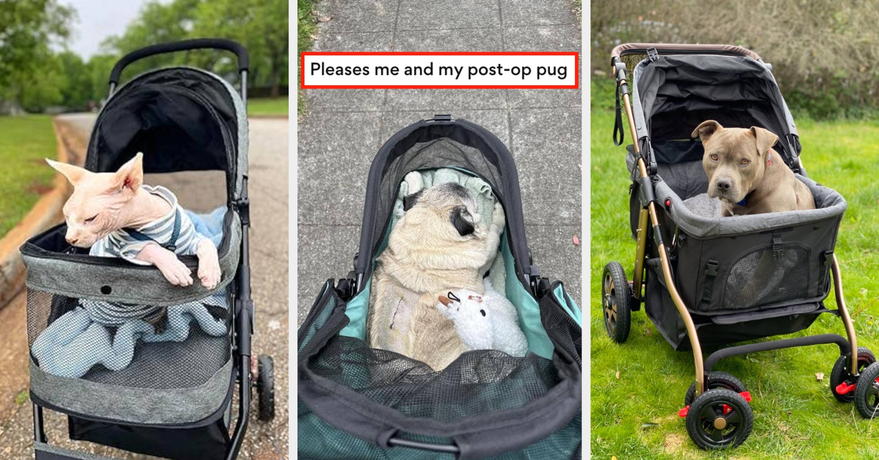 10 Top-Rated Pet Strollers For Taking Your Pets On The Go