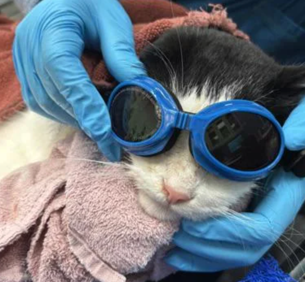Cat wearing goggles being held by gloved hands, wrapped in a towel