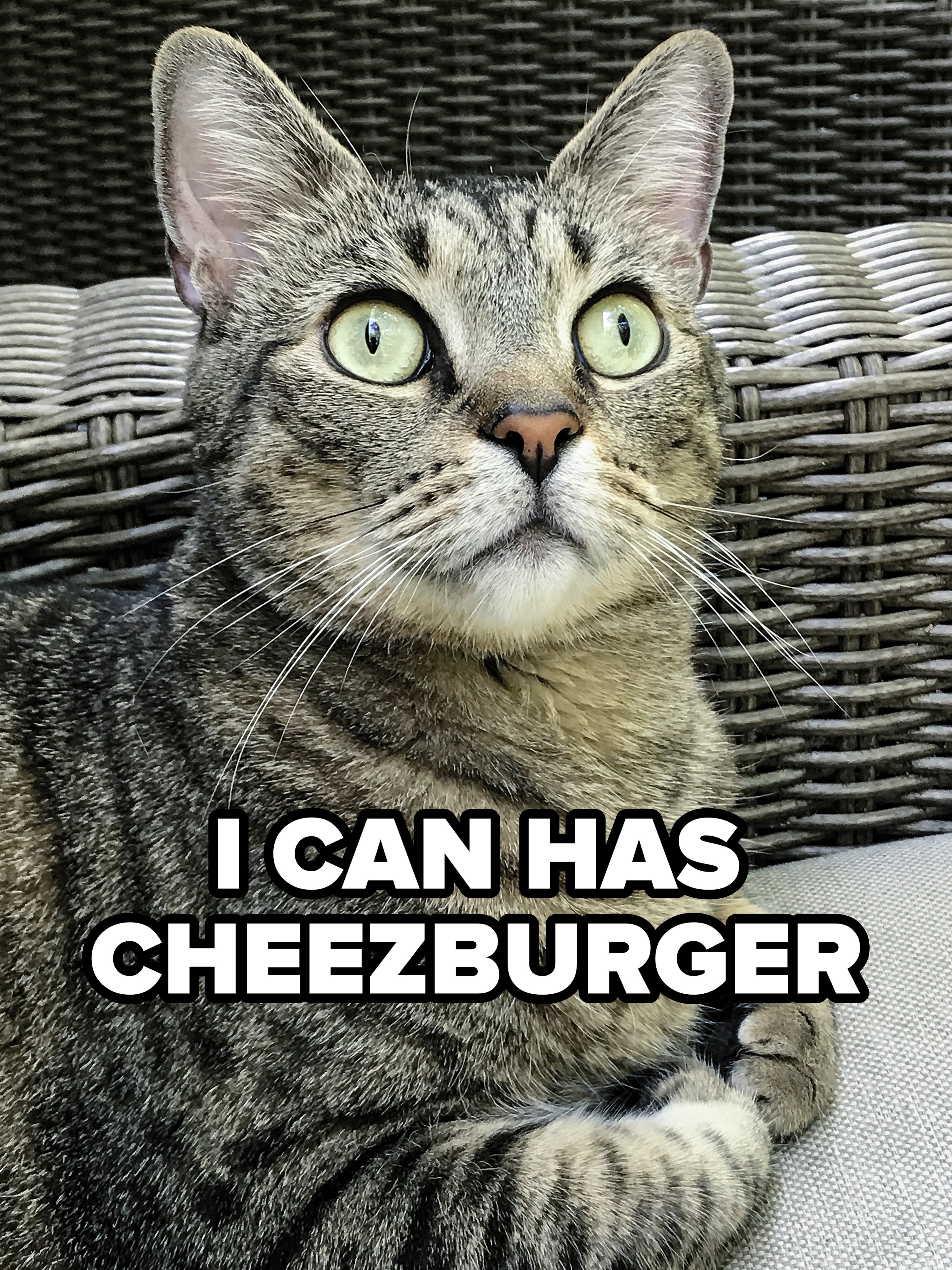 Tabby feline  with wide   eyes sits connected  a woven chair, looking upward attentively